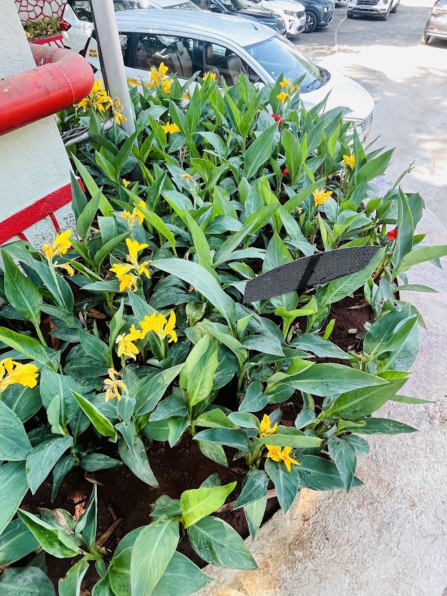 Residential landscaping project