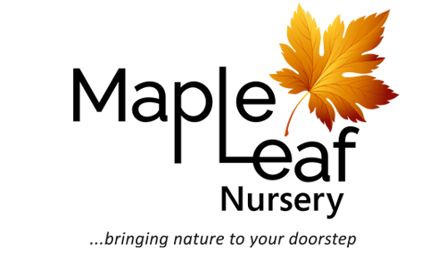 Maple Leaf Landscapes